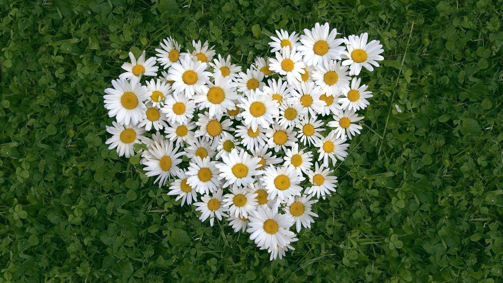1920x1080 Mind Blowing Valentine's Day Special HD 1080i Wallpaper You