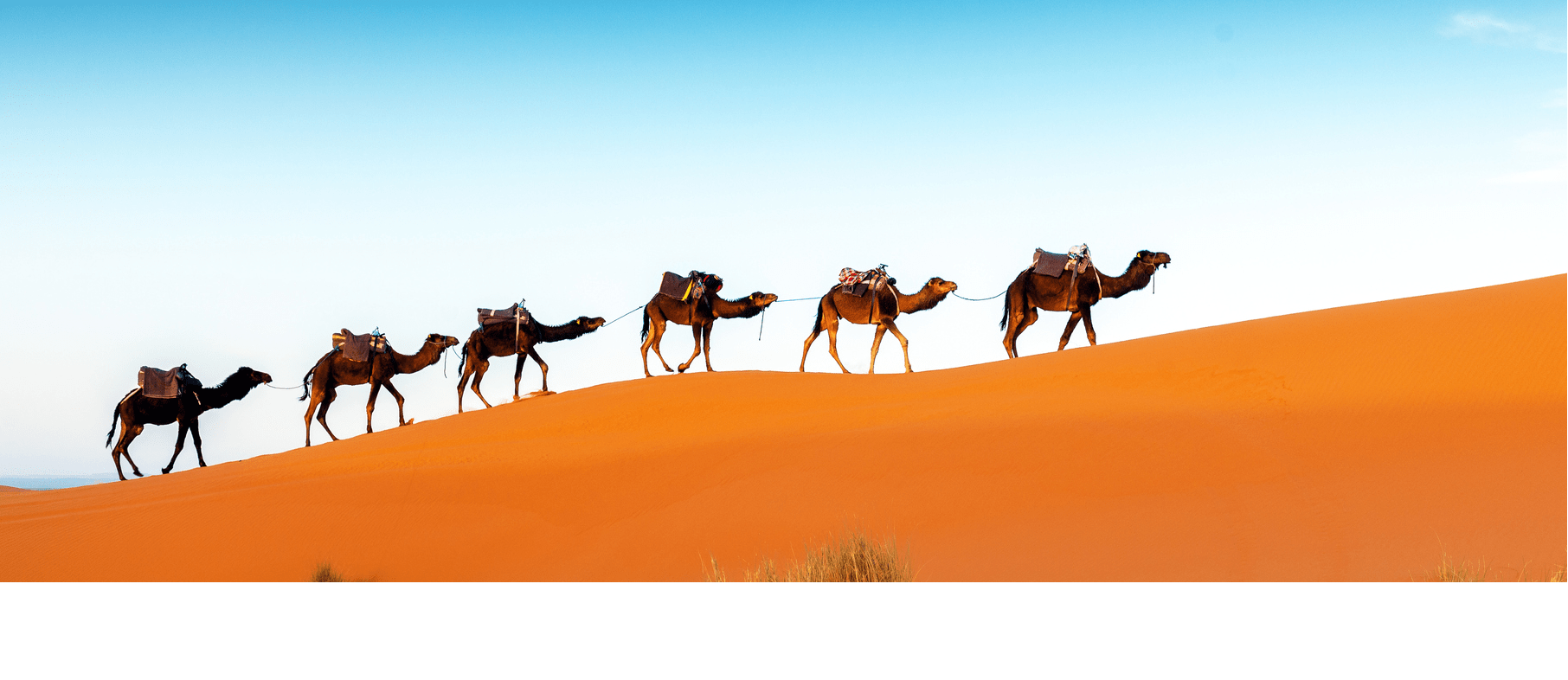 1812x786 Middle East & North Africa