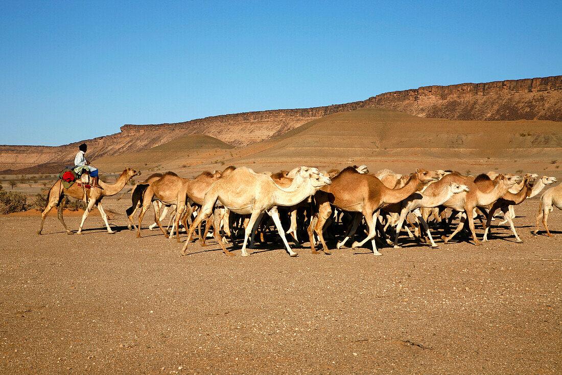 1100x733 Africa, Maghreb, North africa