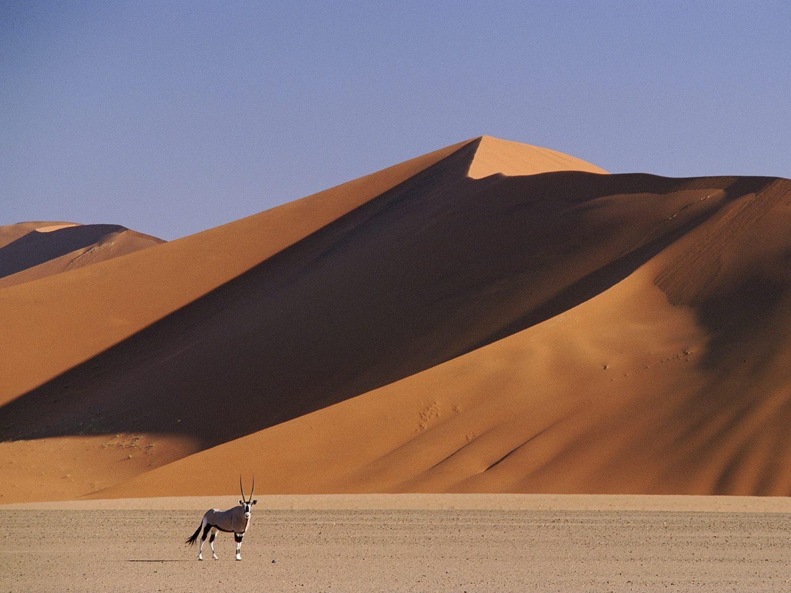 1600x1200 Wallpaper / mountain, nature, tourism, land, north Africa, vertebrate, animal themes, heat, arid Climate, dunes, camel, dry, sahara Desert, animal, domestic animals free download