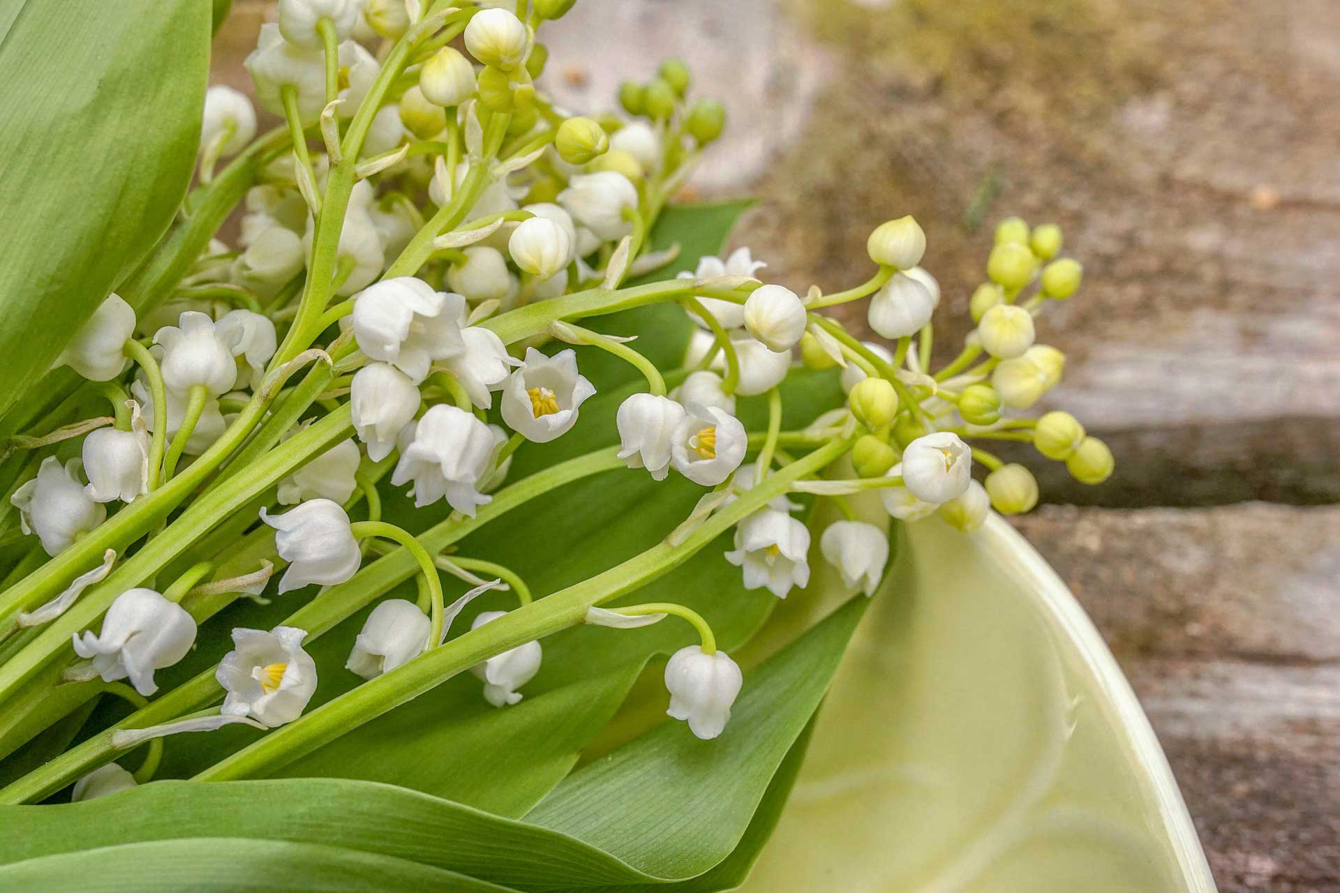 1920x1280 Ingredient Spotlight: Muguet