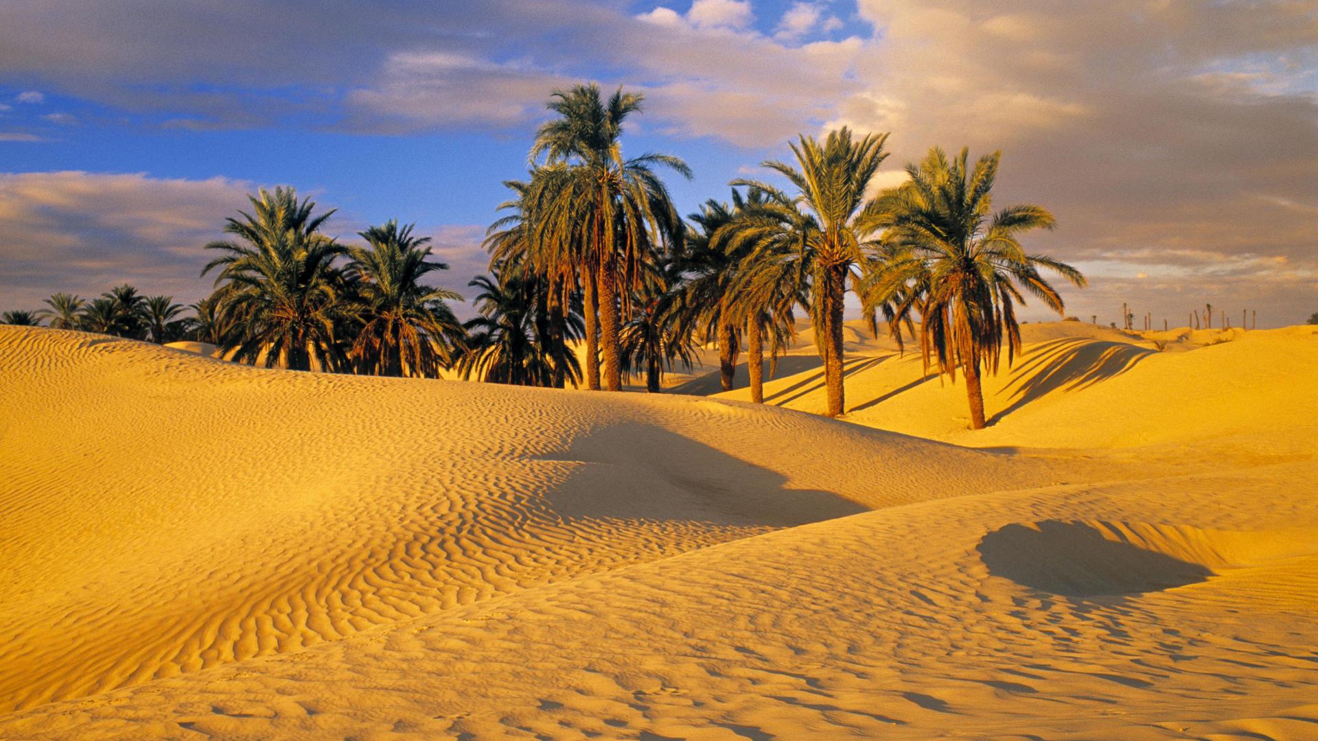 1920x1080 Free download Tunisia Africa Desert oasis [1920x1080] for your Desktop, Mobile & Tablet. Explore Desert Oasis Wallpaper. Oasis Wallpaper, Desert Background Picture, Desert Wallpaper