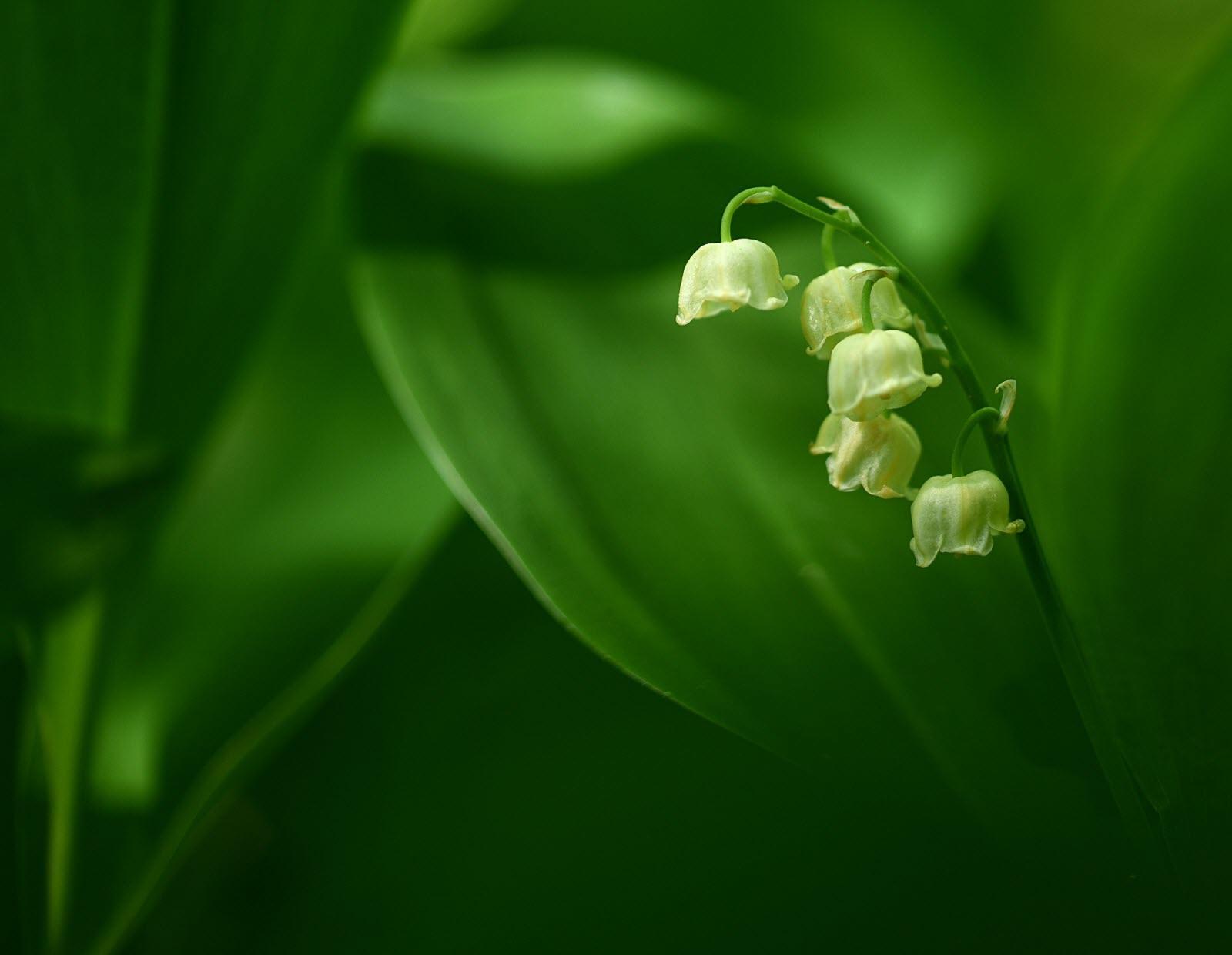 1600x1240 PREMIER MAI. [Diaporama] Vos Photo De Muguet Porte Bonheur