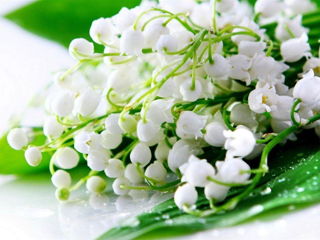 1024x768 Bouquet de fleurs lys du printemps. Lily of the valley flowers, Lily of the valley, Valley flowers