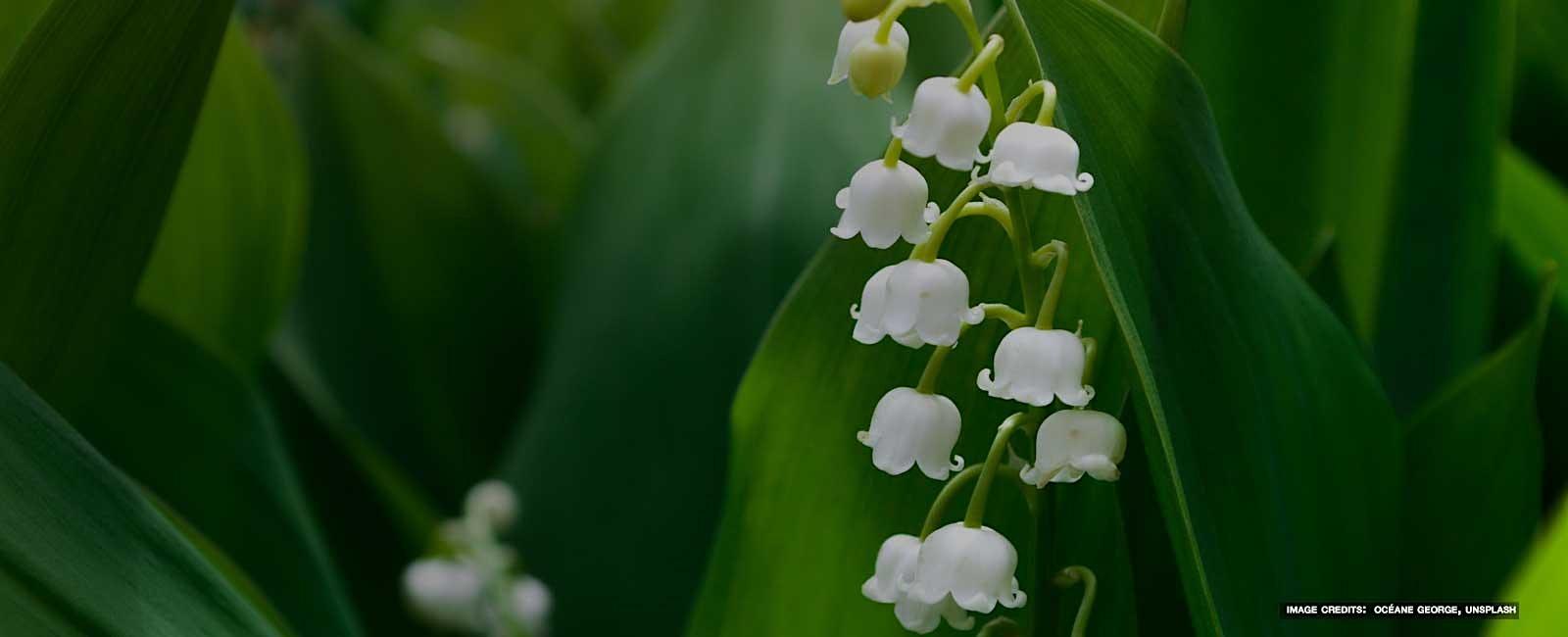 1600x650 Muguet / Lily of the Valley: Perfume Accords (online)