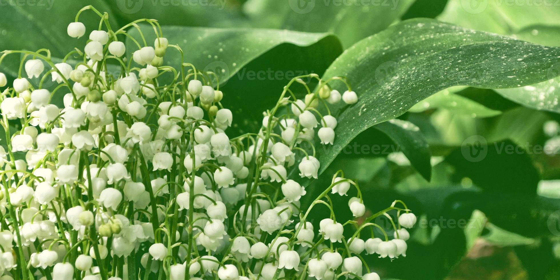 1960x980 Spring landscape. flowers lily of the valley