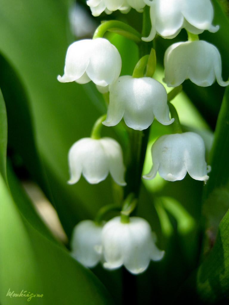 768x1024 May lily of the valley de mai. Convallaria majalis