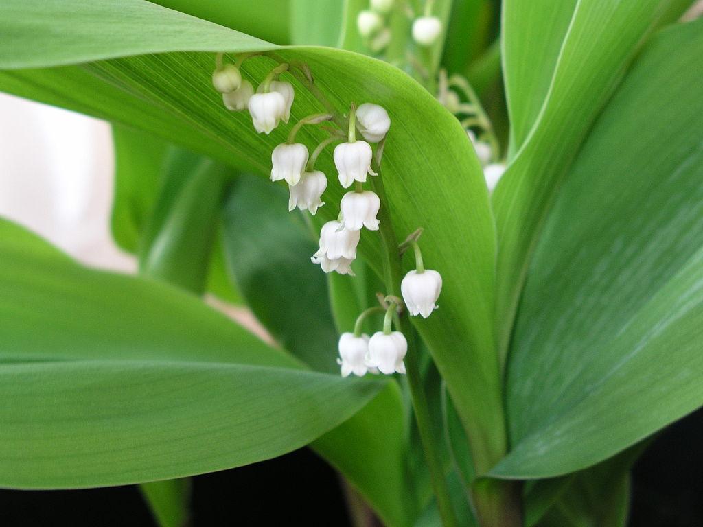 1024x768 Muguet de
