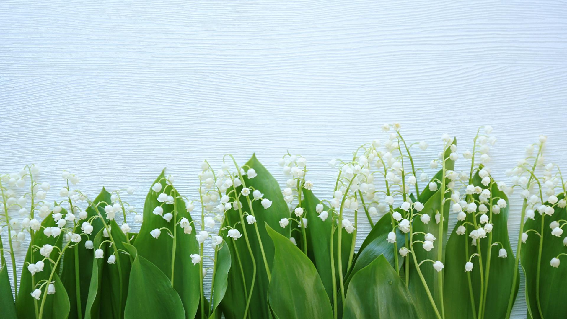 1920x1080 Desktop Wallpaper Flowers Lilies of the valley 1920x1080