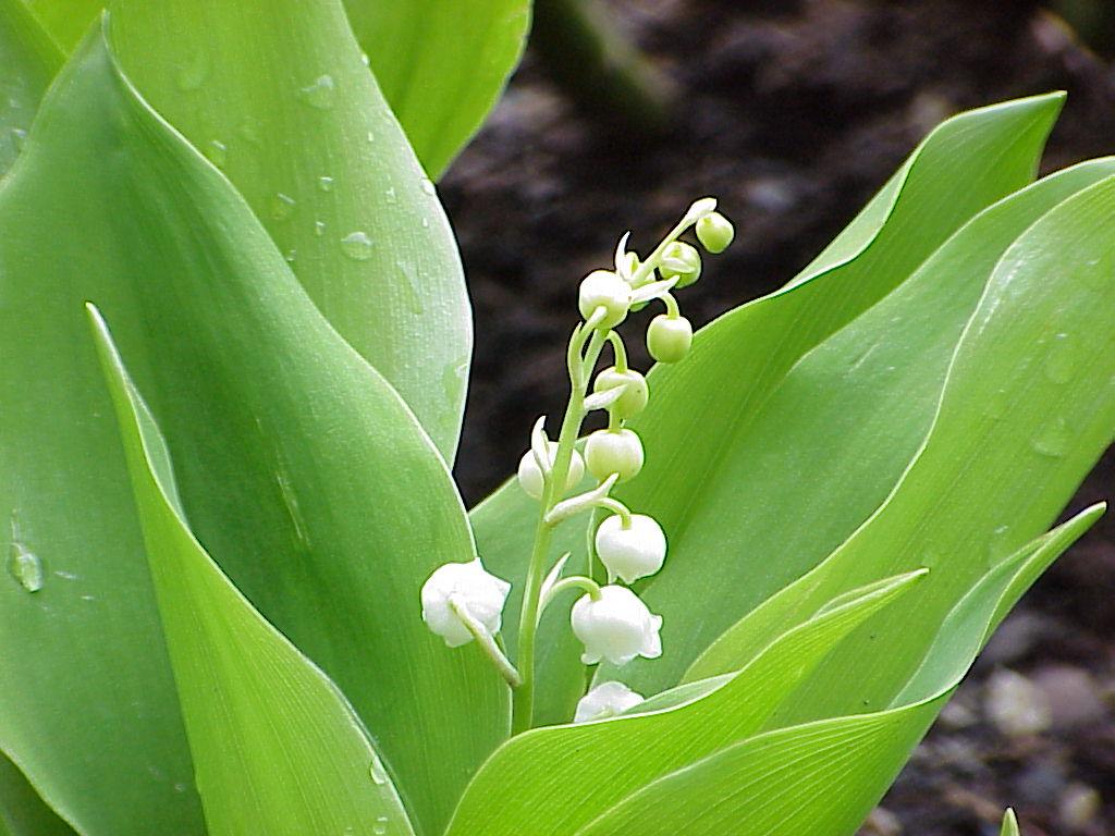 1024x768 Le Muguet du 1er mai / May 1st Lily of the Valley
