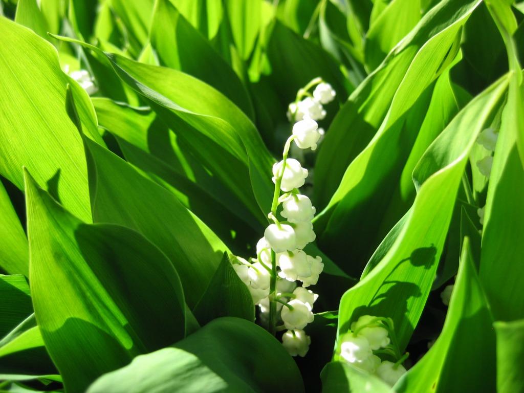 1024x768 muguet
