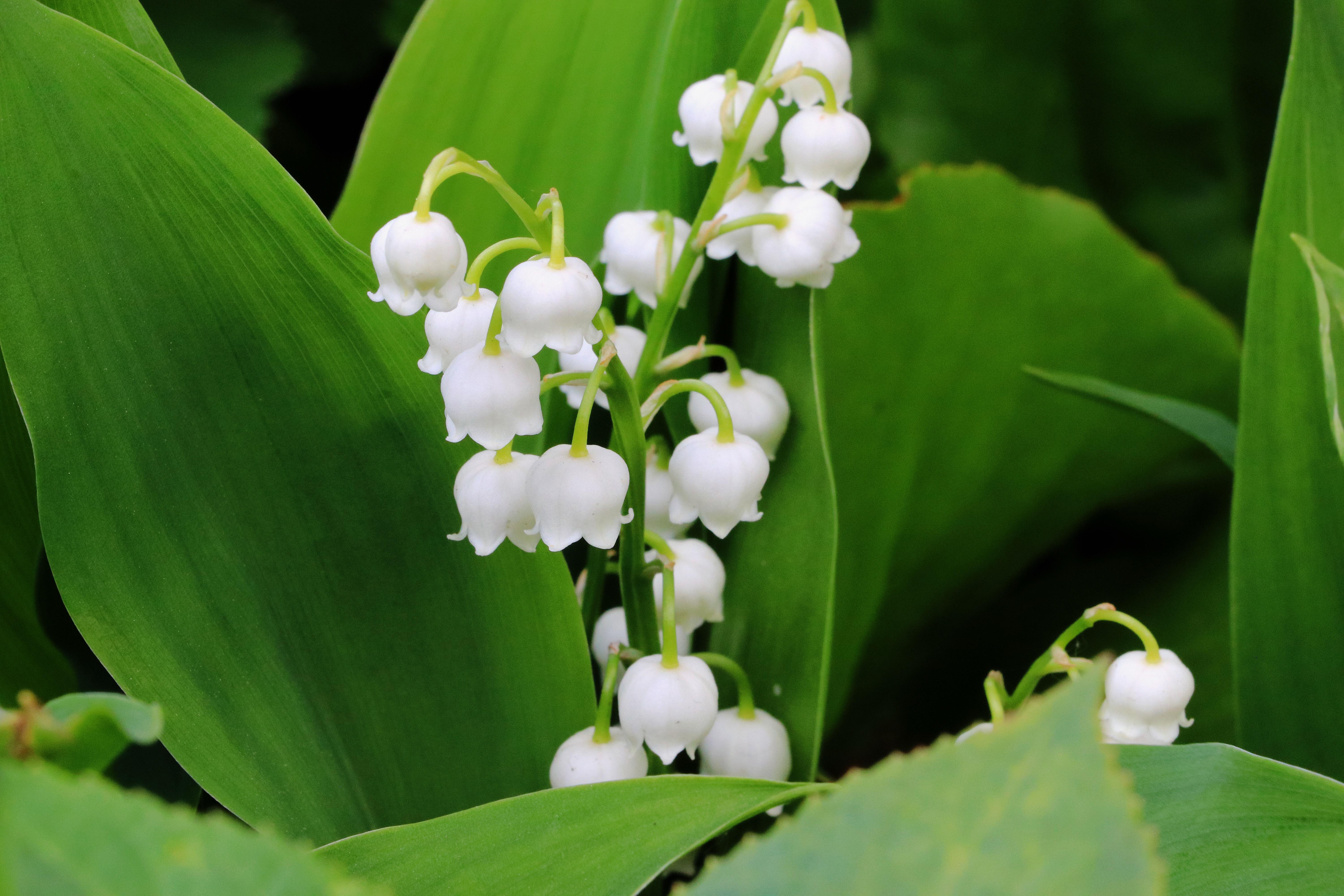6000x4000 Télécharger gratuitement le fond d'écran Muguet pour votre téléphone mobile, les mejhores image Muguet