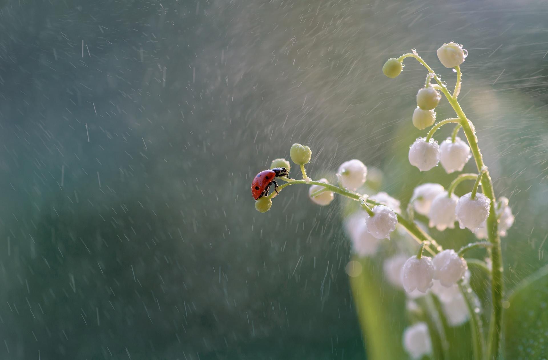 1920x1260 Ladybug HD Wallpaper