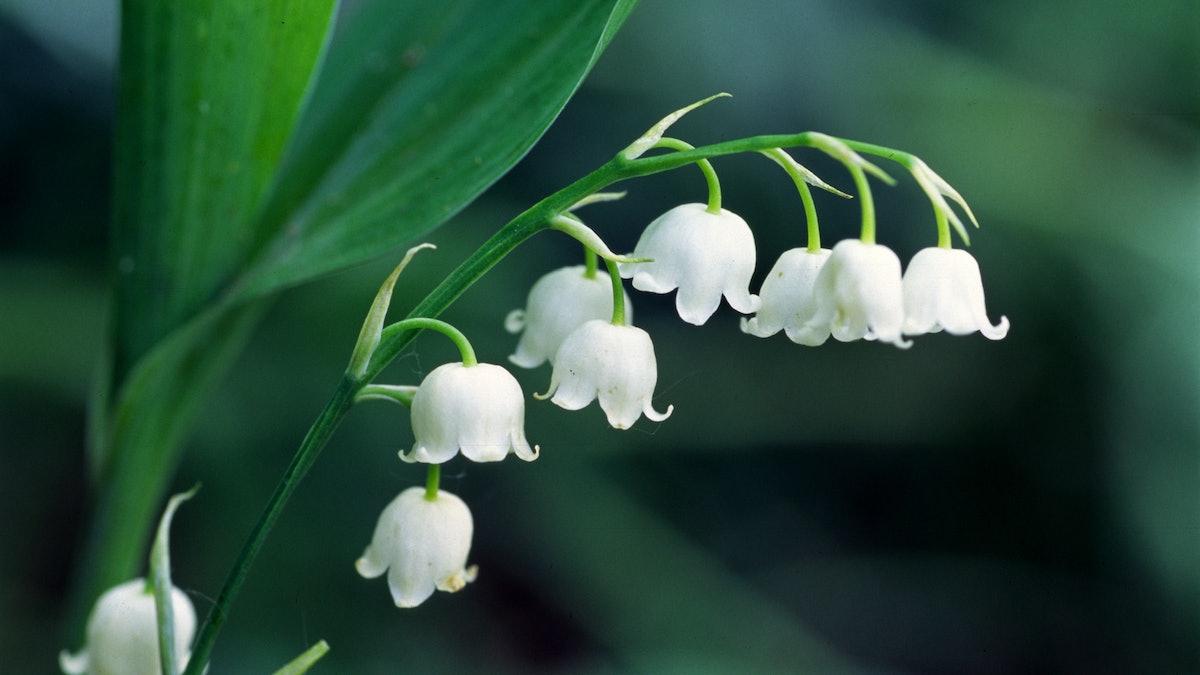 1200x675 Firmenich and Jungle Partner to Launch Muguet Firgood. Perfumer & Flavorist