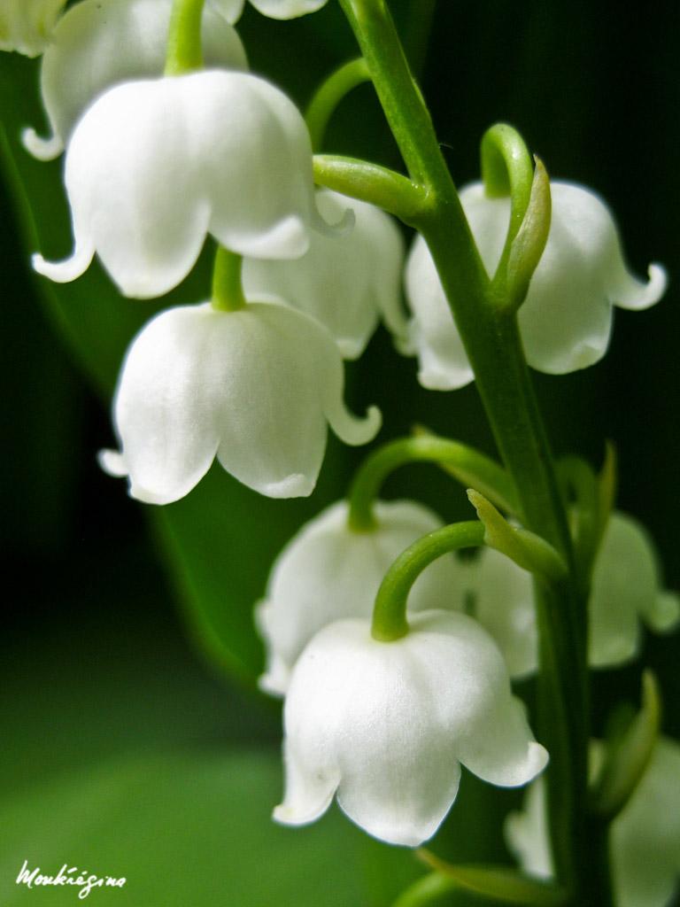 768x1024 Scent of May de mai. Muguet of the Valley
