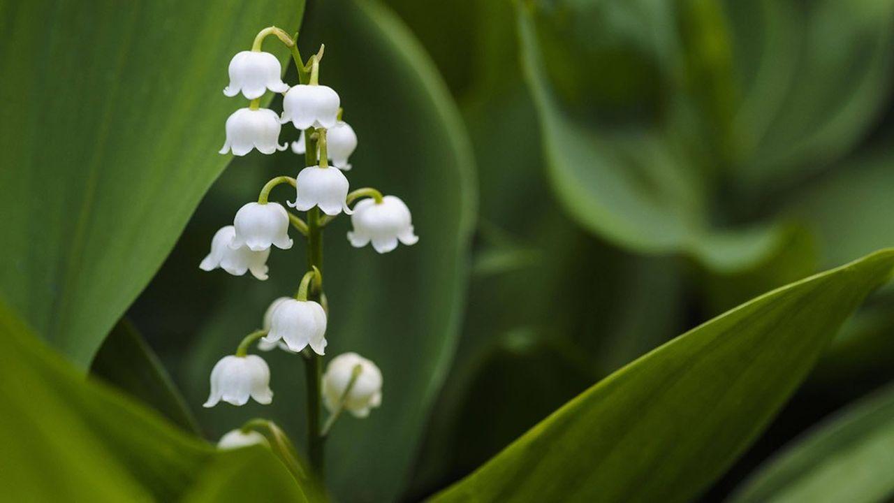 1280x720 Le muguet, un marché éphémère à 100 millions d'euros