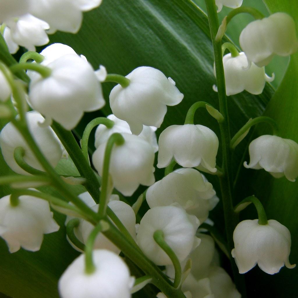 1024x1024 clochettes de mai / bells of may. muguet lily of the valley