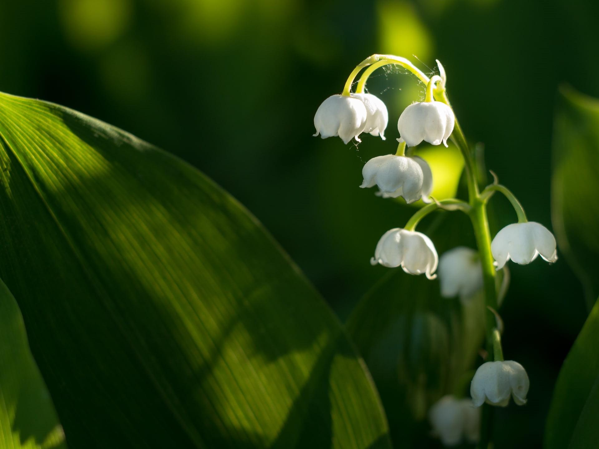 1920x1440 Wallpaper / Flowers, Leaf, Flower, Little Kiss, Plant, Close Up, Frühling, Sun, 1080P, Lily Of The Valley, Freshness, Green Color, Springtime, Spring, White, Panasonic Lumix G5 Free Download