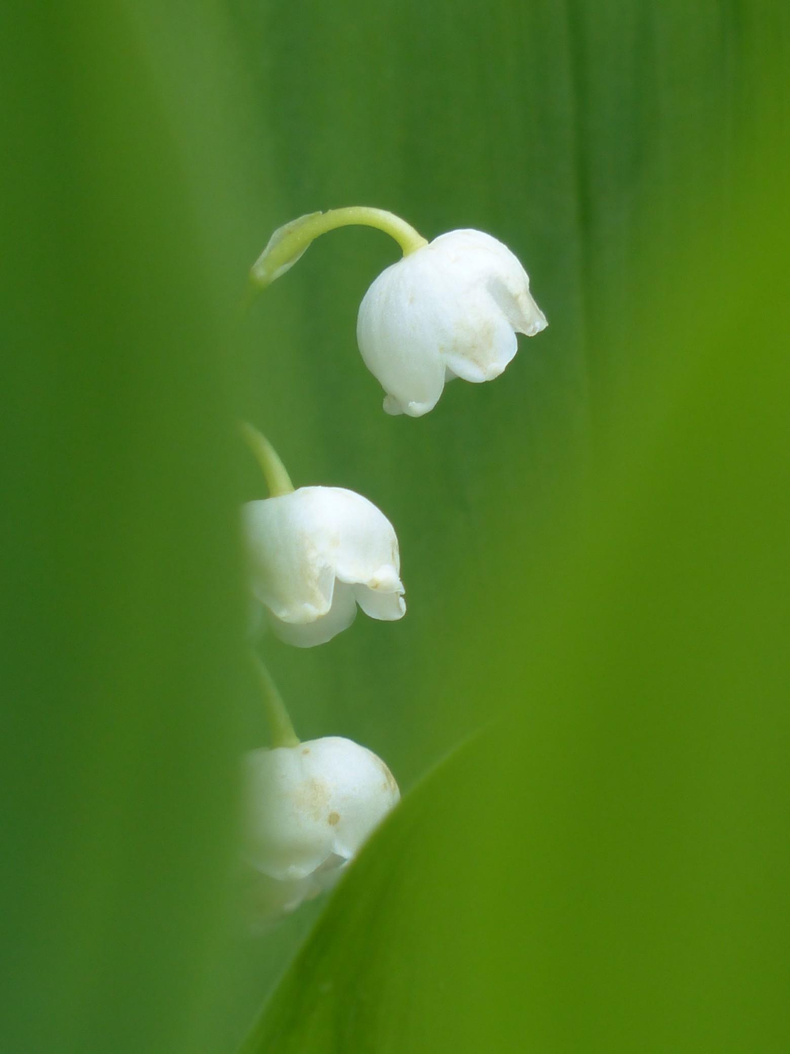 1560x2080 fleurs de muguet image photo gratuites