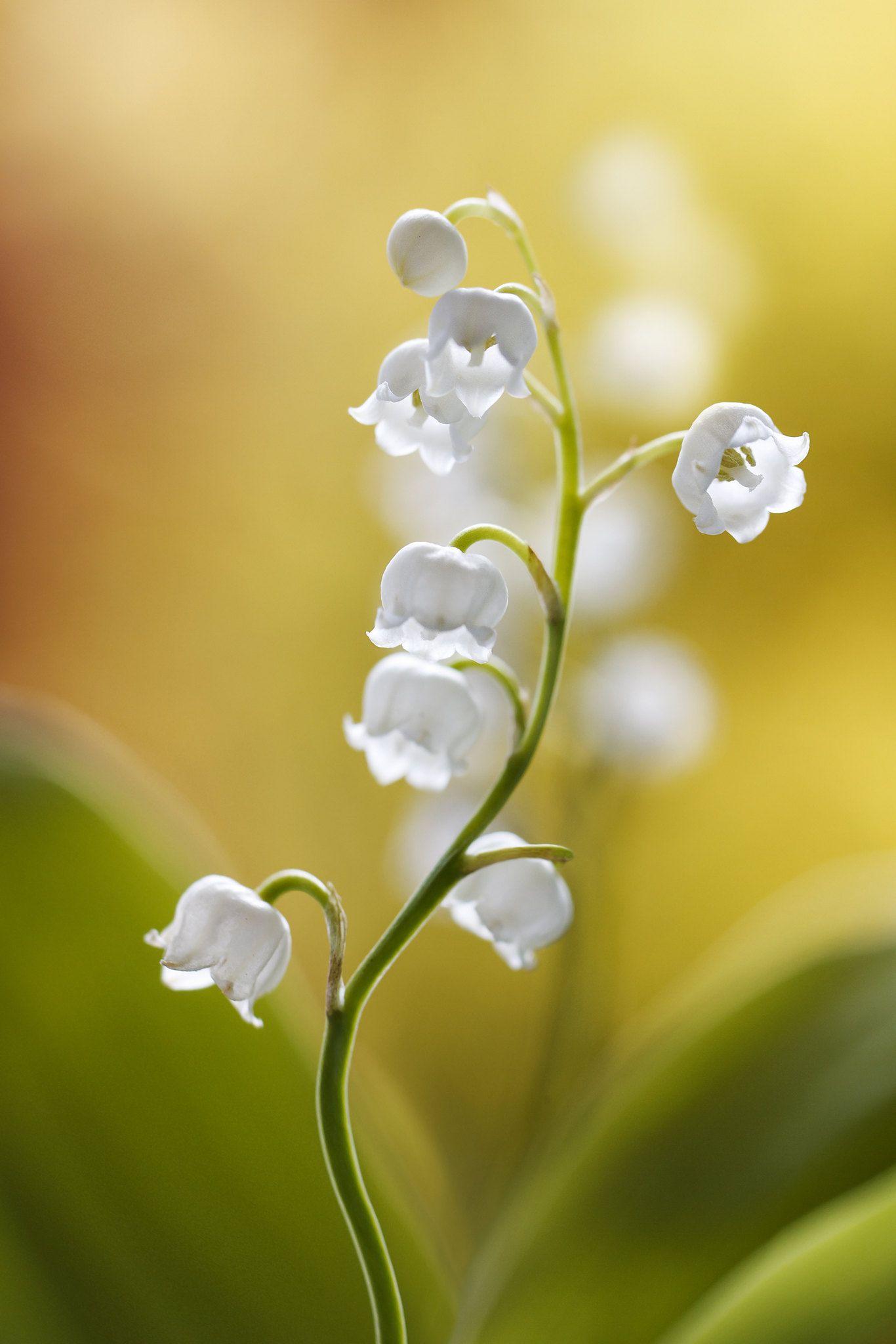 1366x2048 Muguet
