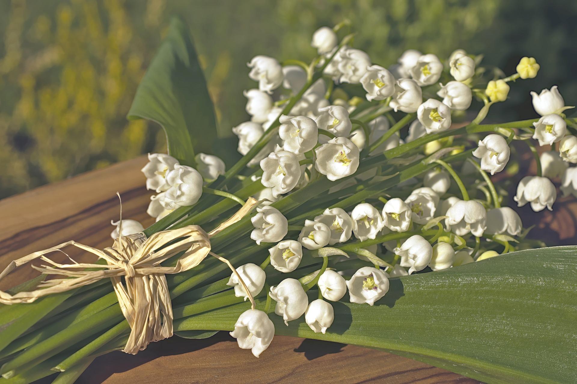 1920x1277 The 1st Of May And The Lily Of The Valley: How This Flower Became A Symbol Of Luck And Happiness In French Folklore?