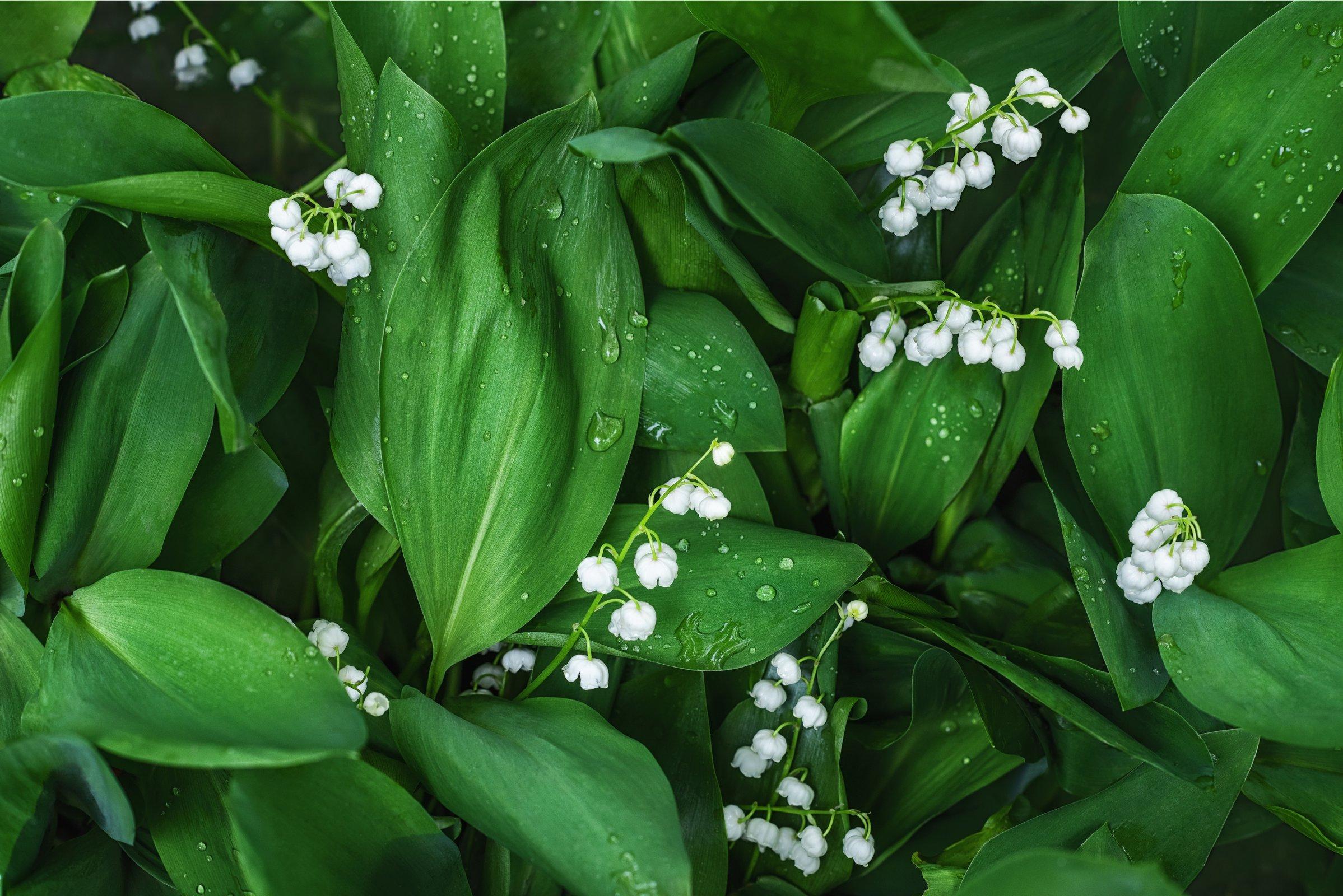 2397x1600 1er Mai : offrez du muguet