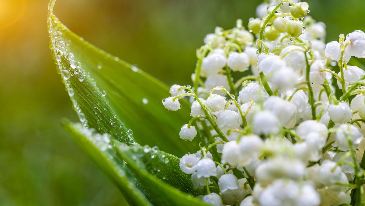 1200x680 Mai arrive, et son muguet n'est jamais bien loin