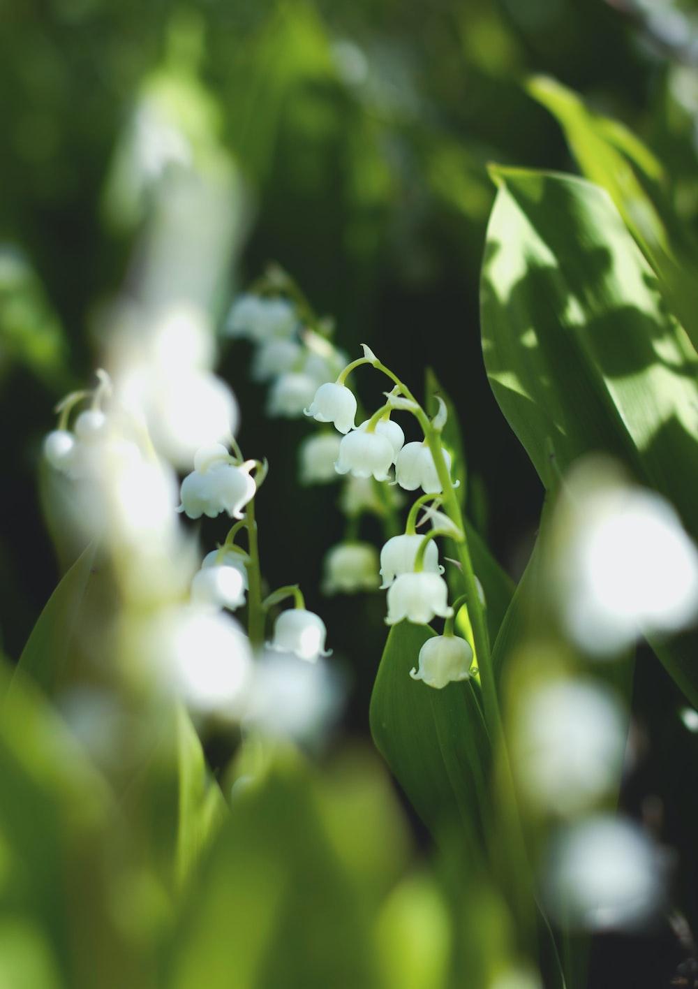 1000x1416 Muguet Picture. Download Free Image