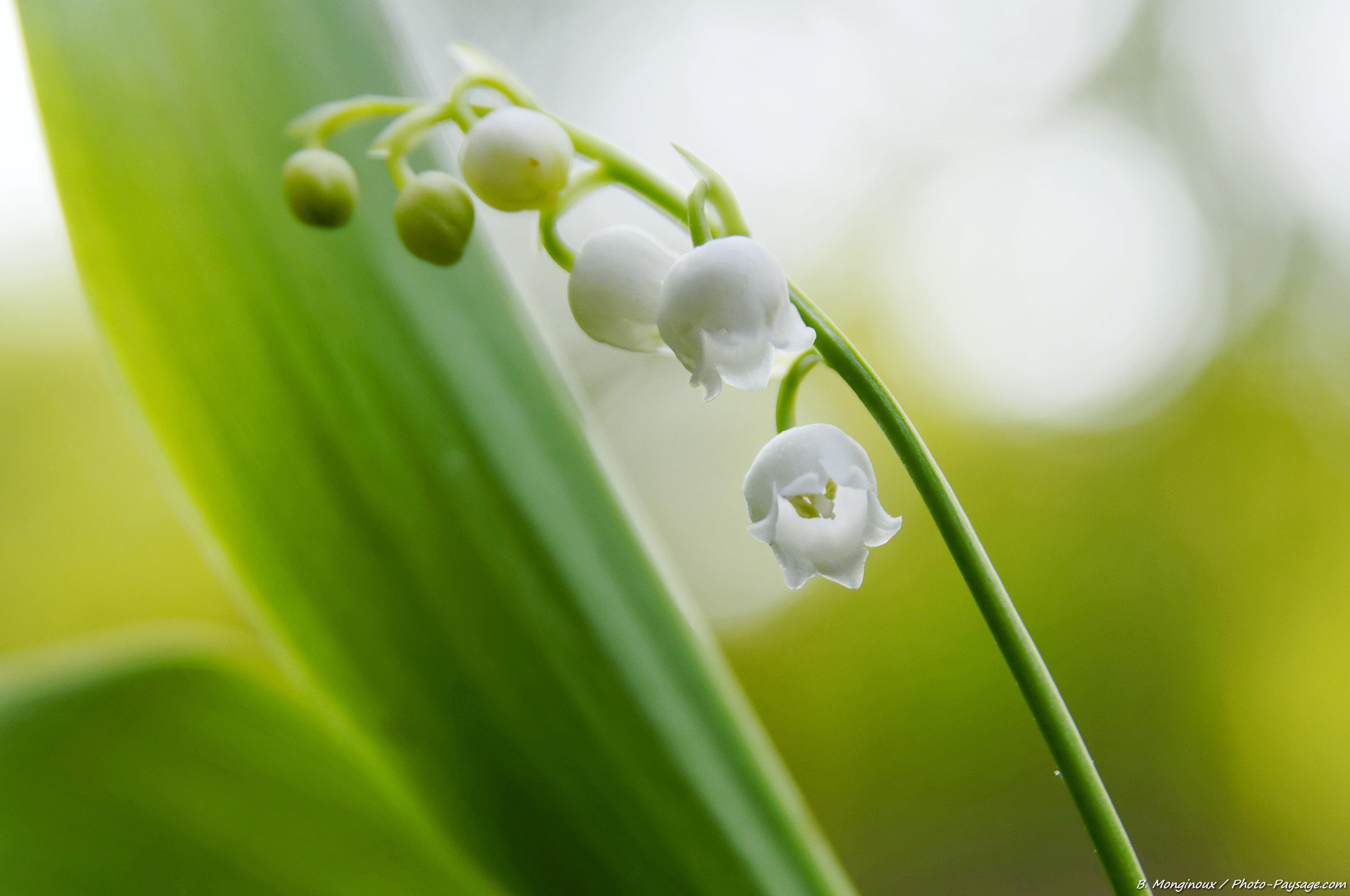 4288x2848 Muguet Sauvage En Forêt Paysage.com Photo