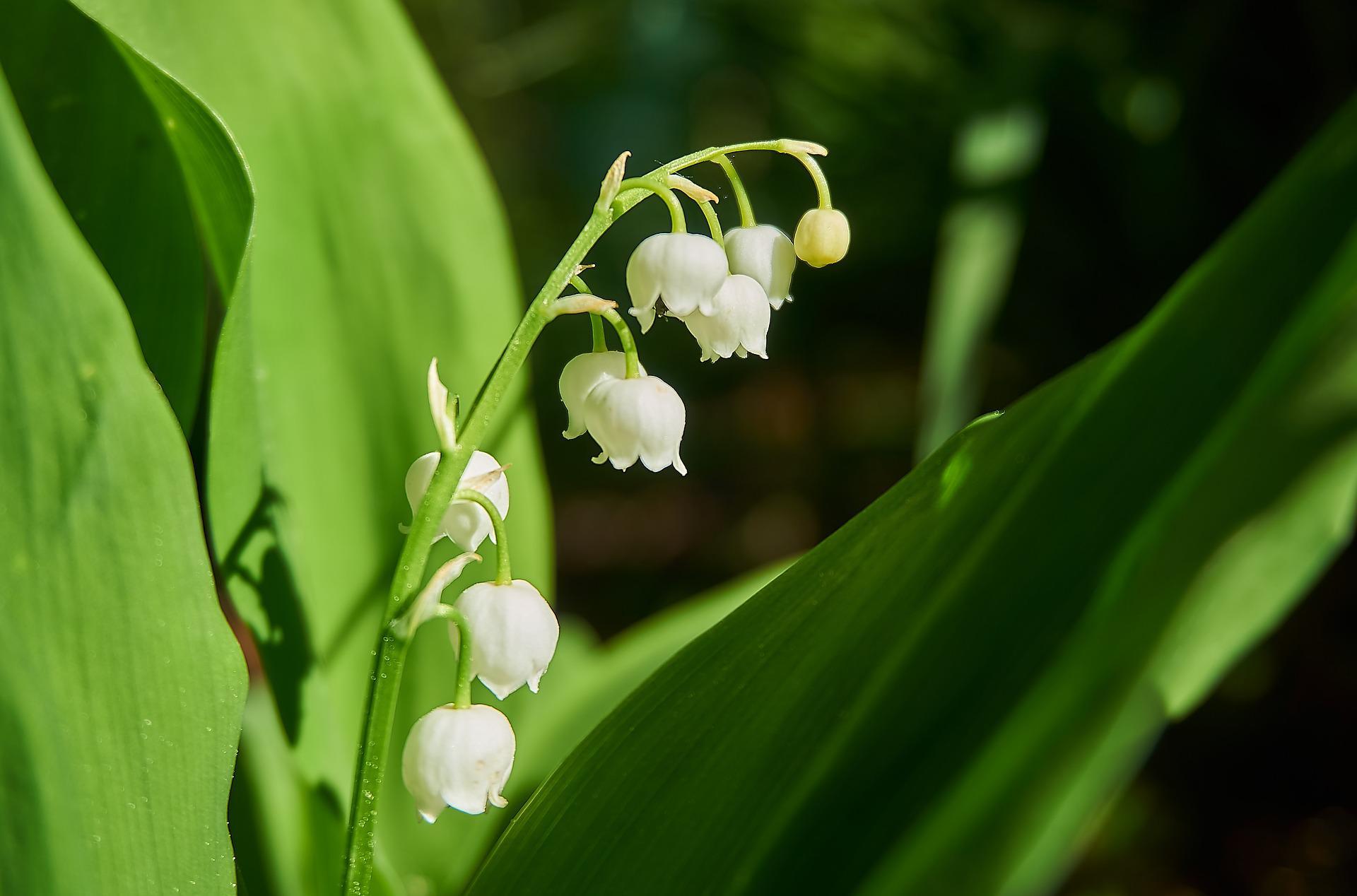 1920x1268 Floral Notes