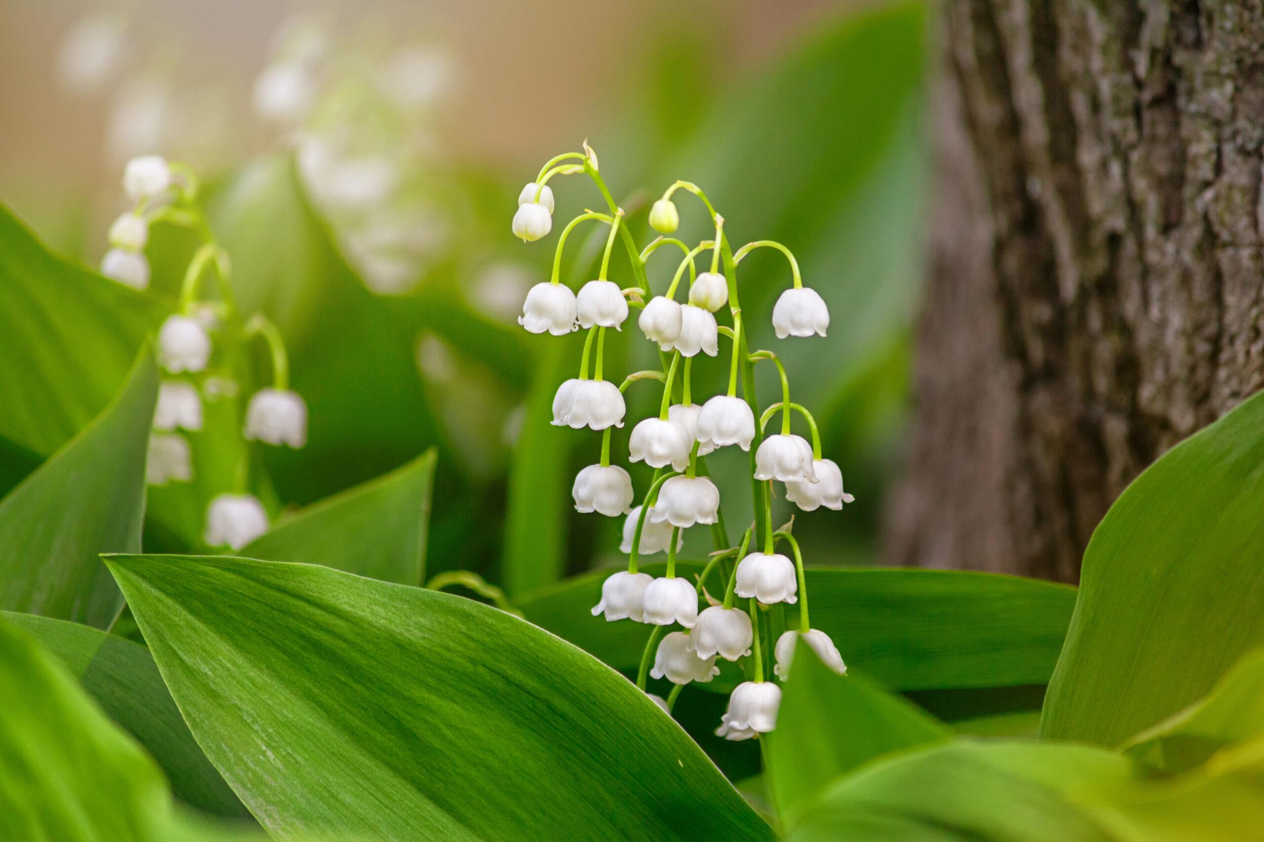 2560x1707 Le muguet du 1er mai : un danger pour les chiens, chats et rongeurs
