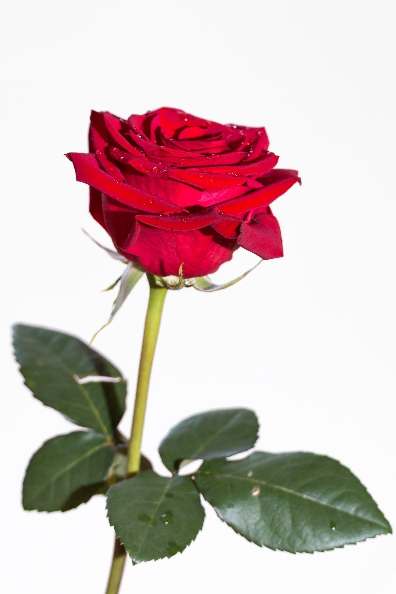 1280x1920 Rose White Background