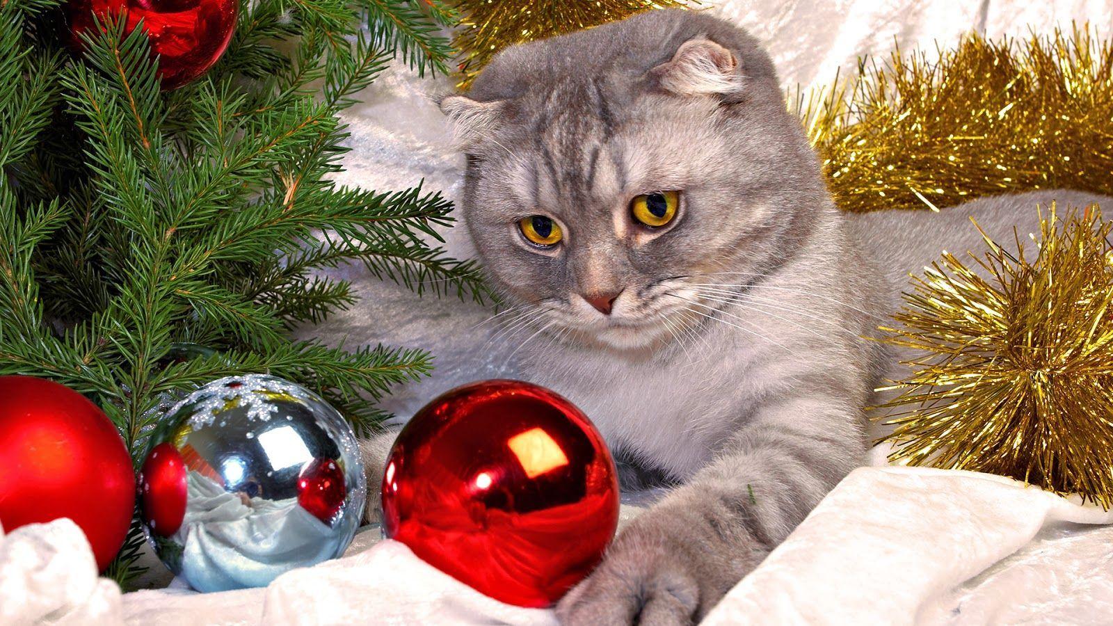 1600x900 HD Kitten Christmas wallpaper. HD Wallpaper Blog Bring for beauty