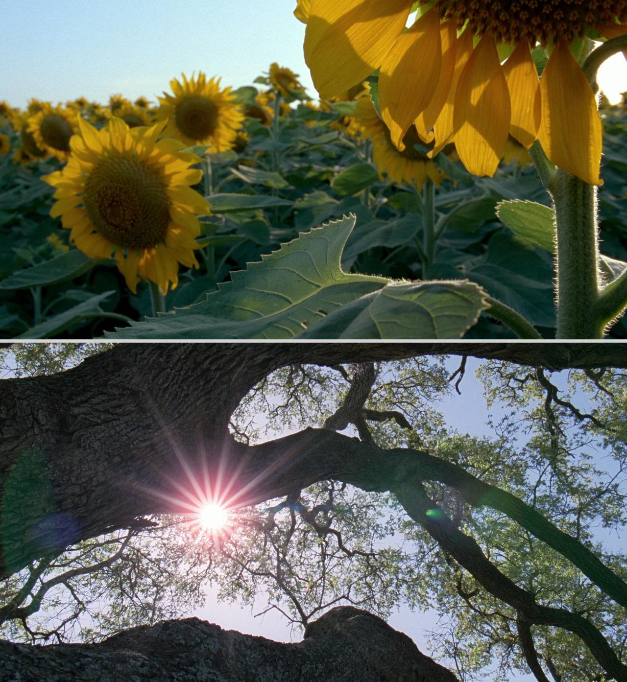 1280x1393 amazing cinematography: The Tree of Life Directed by: Terrence Malick