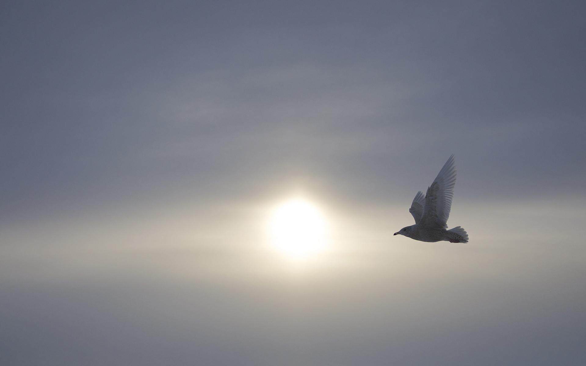 1920x1200 bird, Birds, Sky, Mood Wallpaper HD / Desktop and Mobile Background