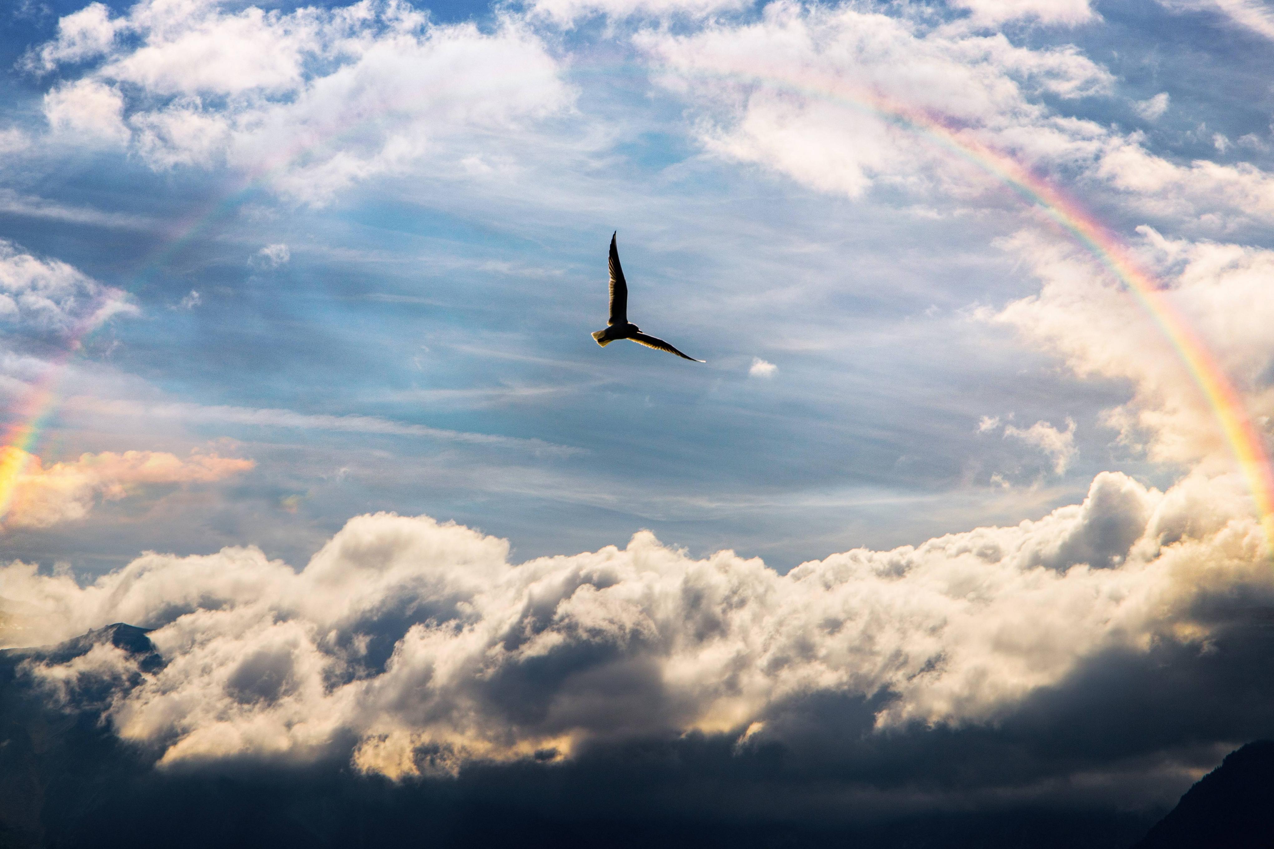 4080x2720 Sky Bird Rainbow 5k Wallpaper, HD Birds Wallpaper, 4k Wallpaper, Image, Background, Photos and Picture