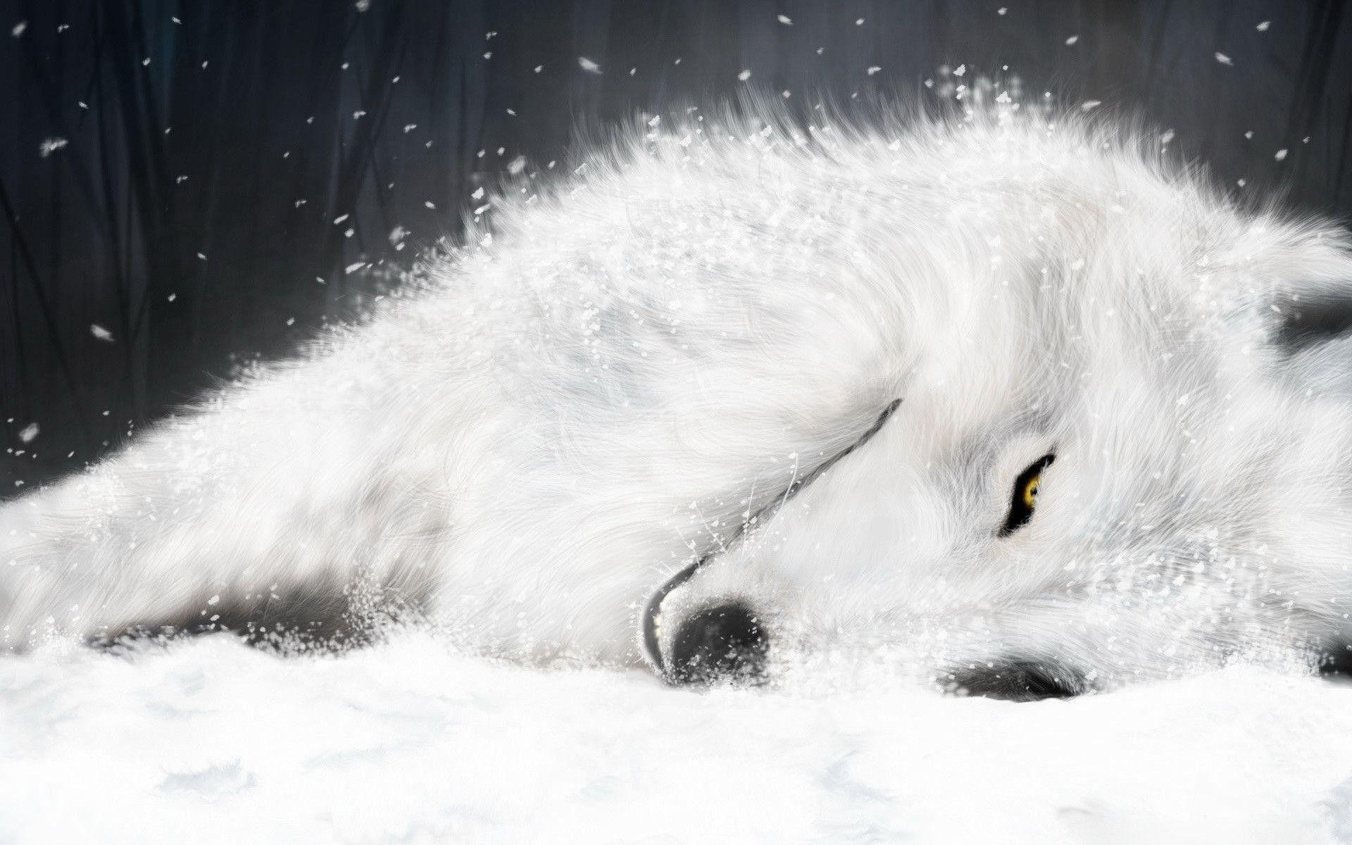 1920x1200 Fire and Ice Wolf Wallpaper
