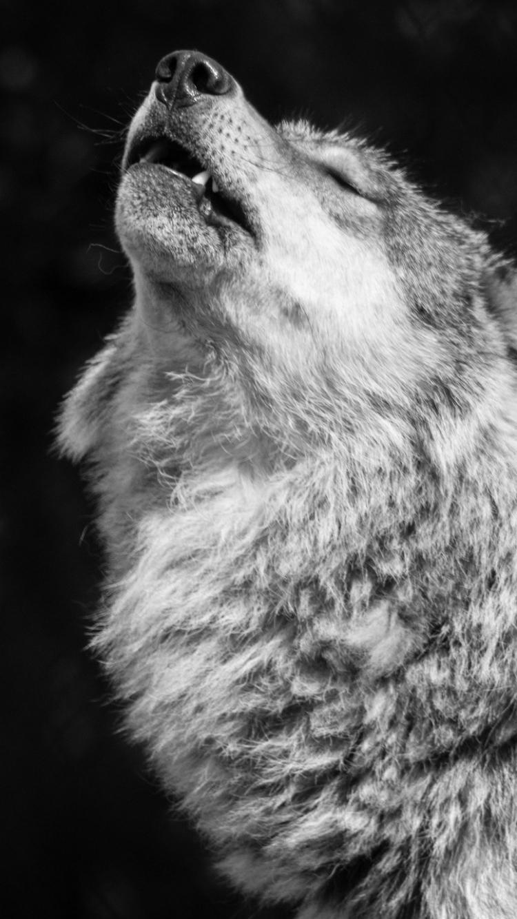 Wolf Amoled Wallpapers - Top Free Wolf Amoled Backgrounds - WallpaperAccess