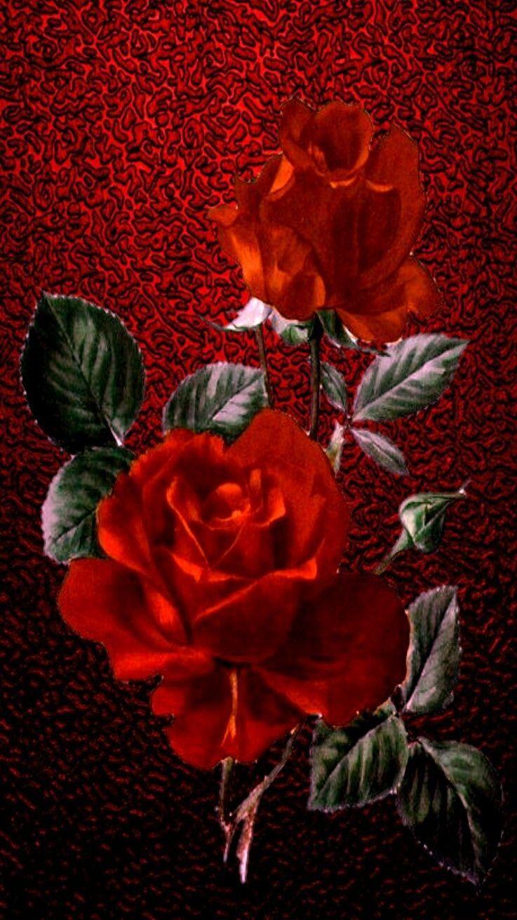 737x1311 Red Garden Flowers 2 Wallpaper Beautiful Tumblr iPhone Red Roses