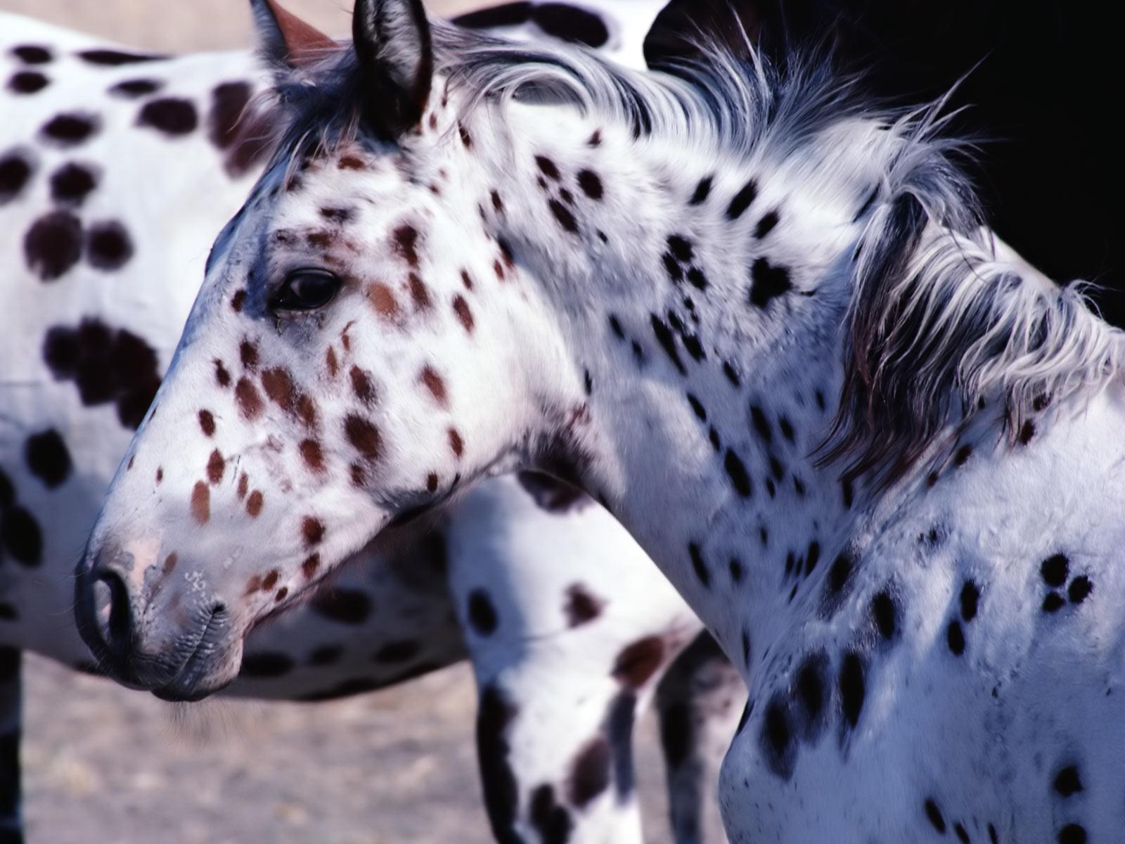 1600x1200 Free Horse Wallpaper Appaloosa
