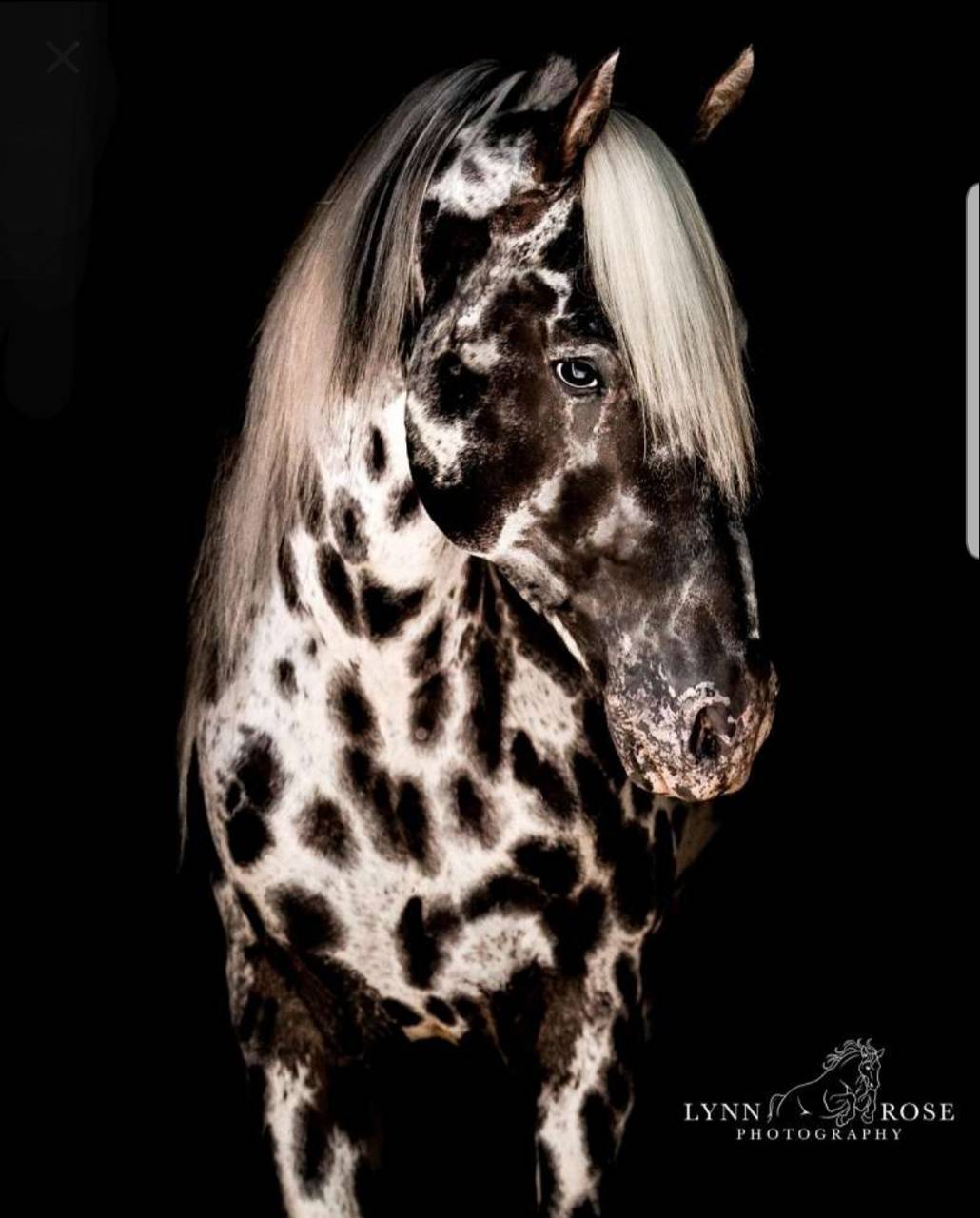 1030x1280 Appaloosa Horse Wallpaper