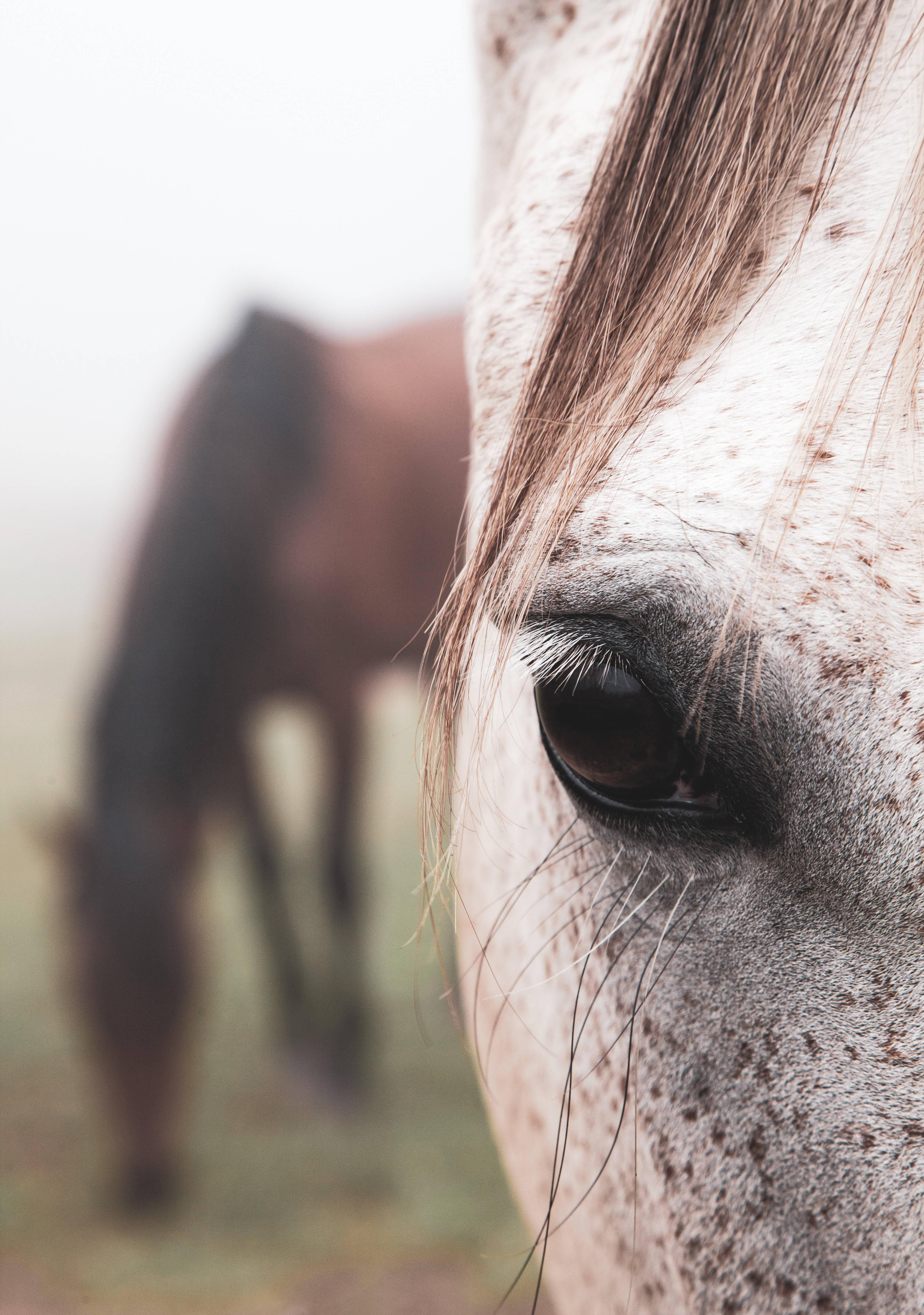 3744x5327 Download Horse Wallpaper