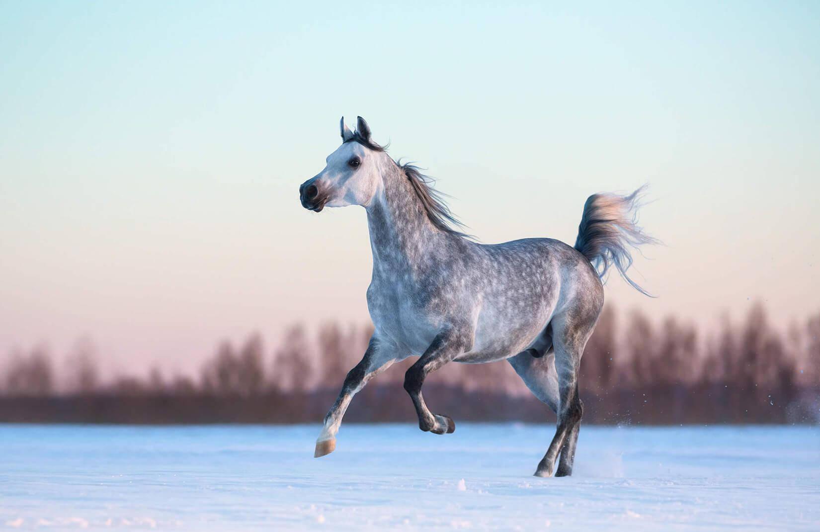 1650x1070 Download Horse Wallpaper