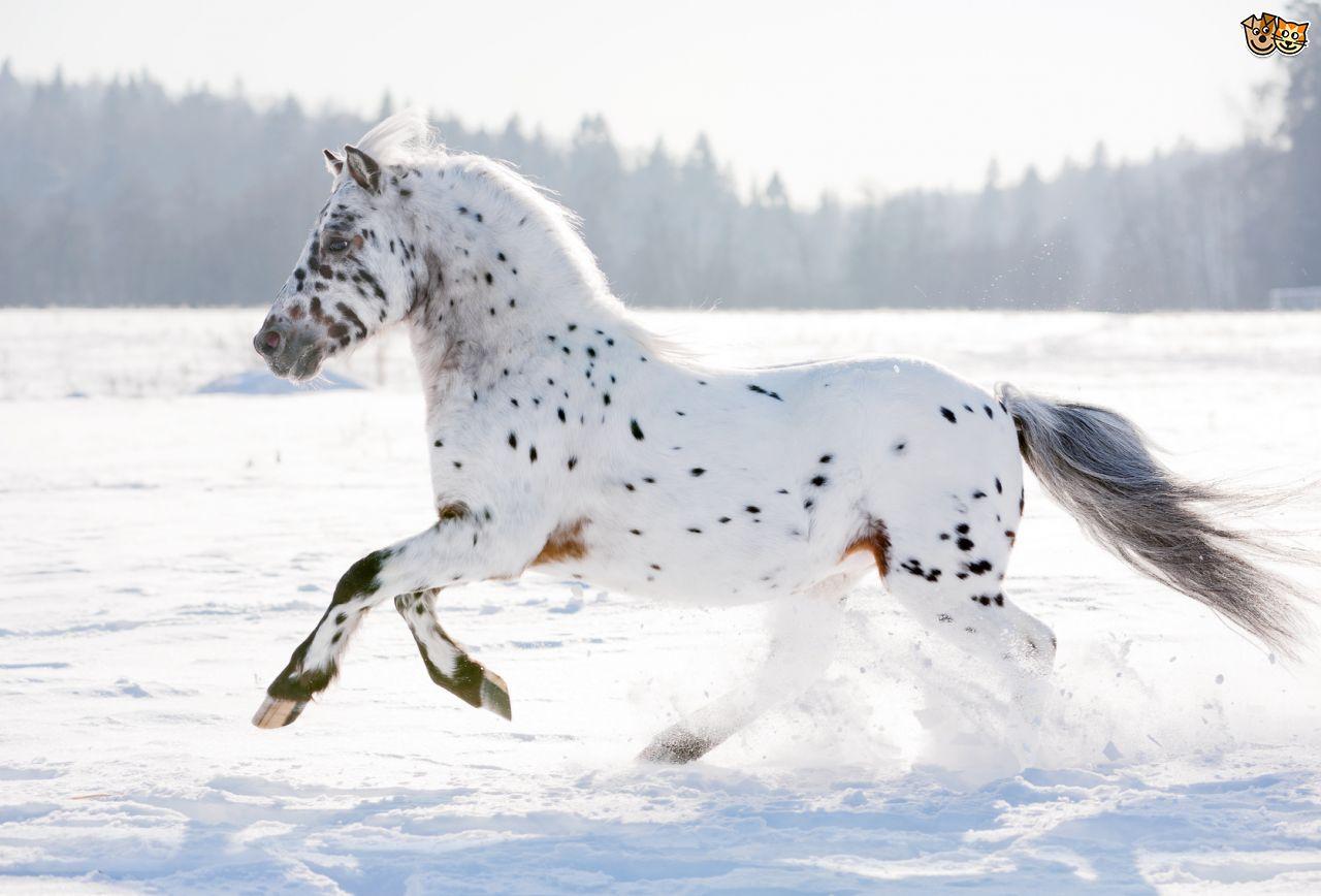 1280x868 Appaloosa Horse Picture