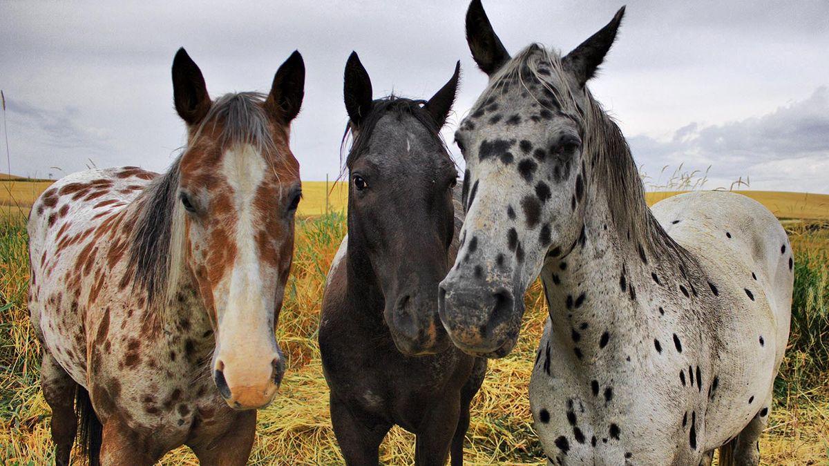 1200x675 Spotted Horses Aren't All Appaloosas, and All Appaloosas Aren't Spotted