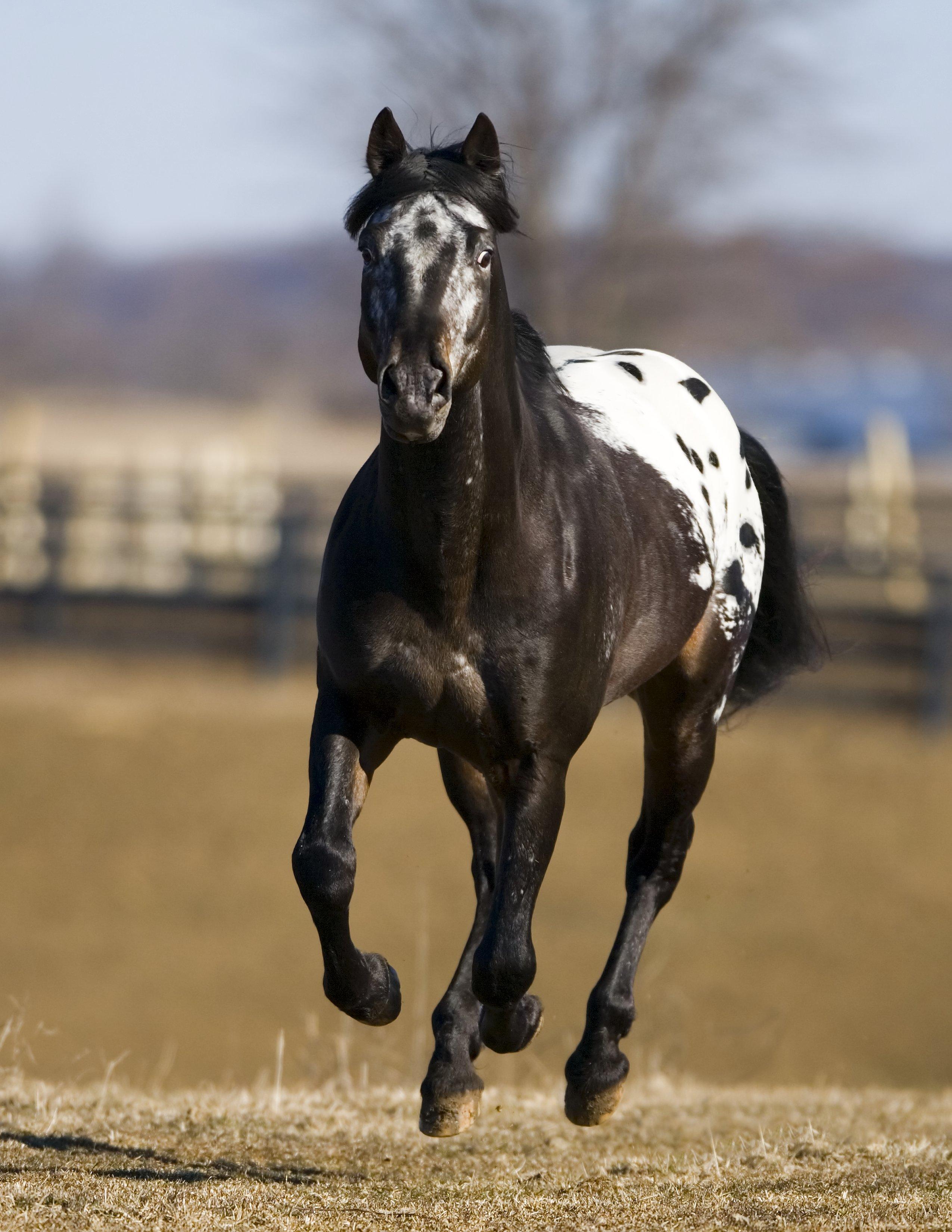 2550x3300 Free download Appaloosa horse [2550x3300] for your Desktop, Mobile & Tablet. Explore Free Horse Wallpaper Appaloosa. Horse Wallpaper Free, Free Horse Wallpaper, Free Horse Background