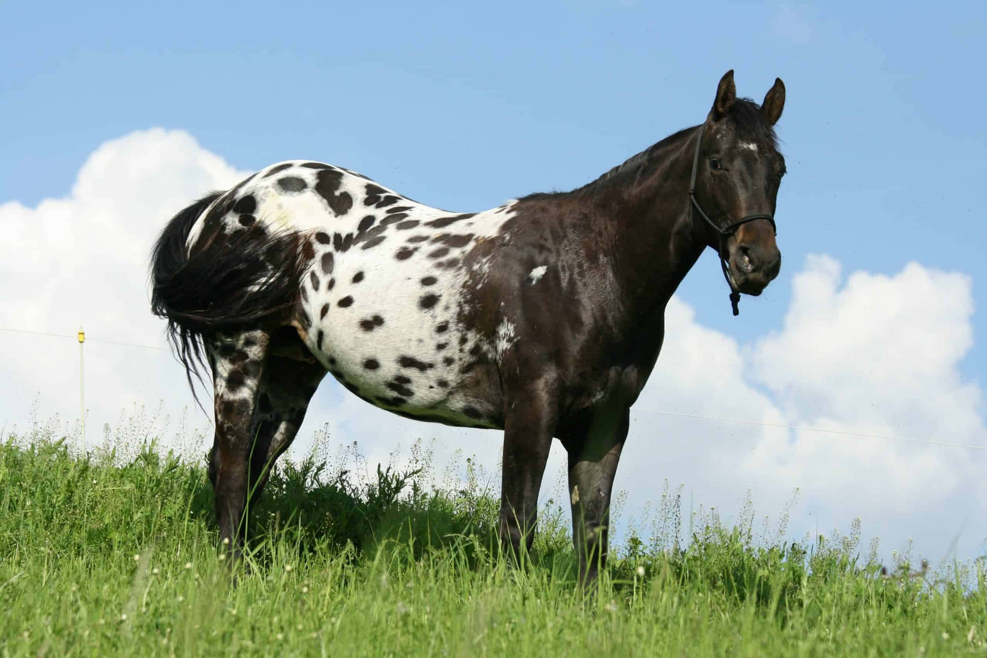 1920x1280 Free Appaloosa Horse Picture, Appaloosa Horse Picture for FREE