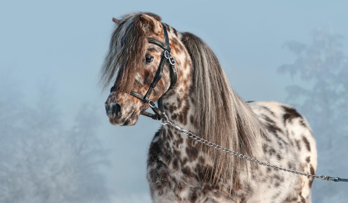 1200x700 Appaloosa Horse Facts You Didn't Know Horse Hints