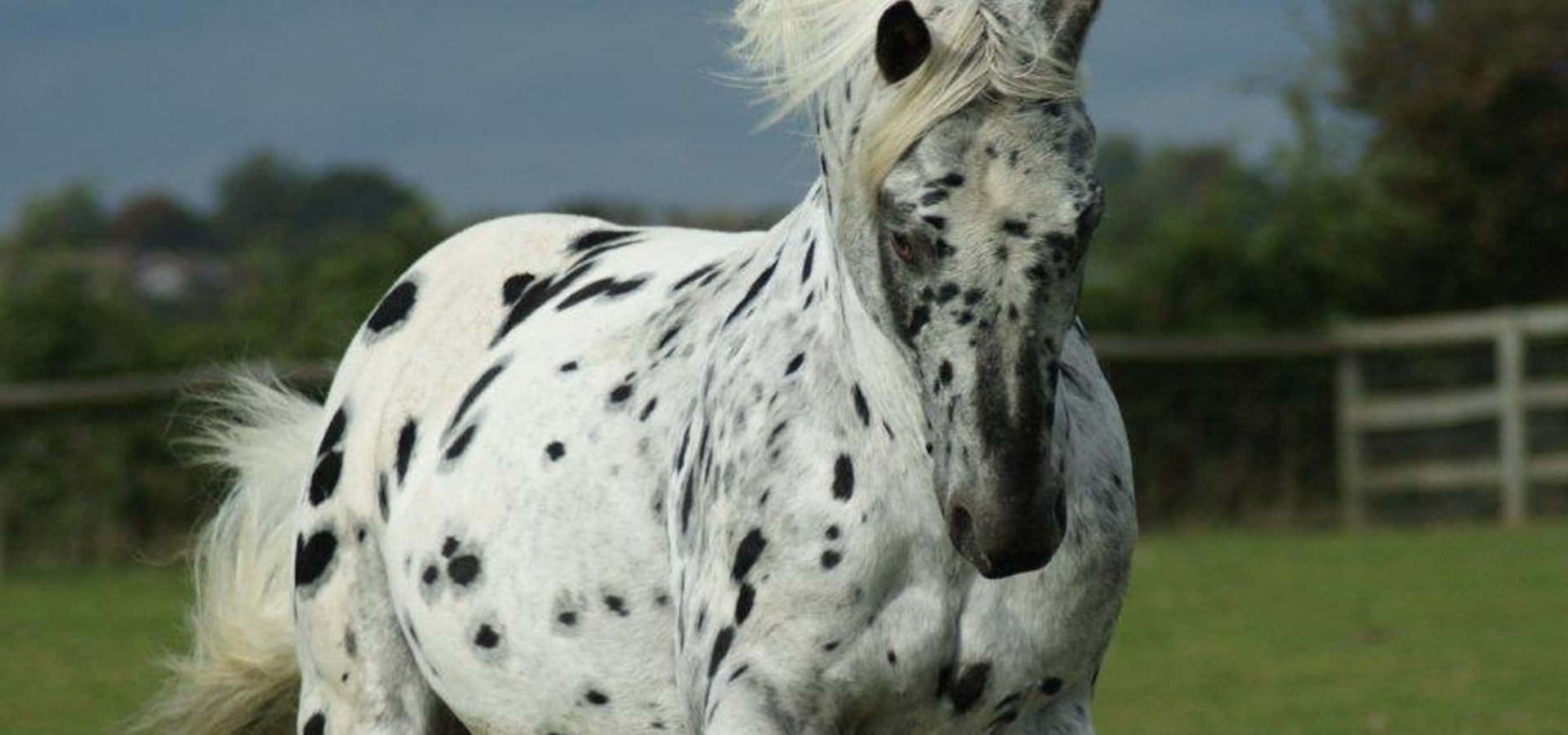 1920x900 Download Beautiful Appaloosa Horse in Serene Meadow
