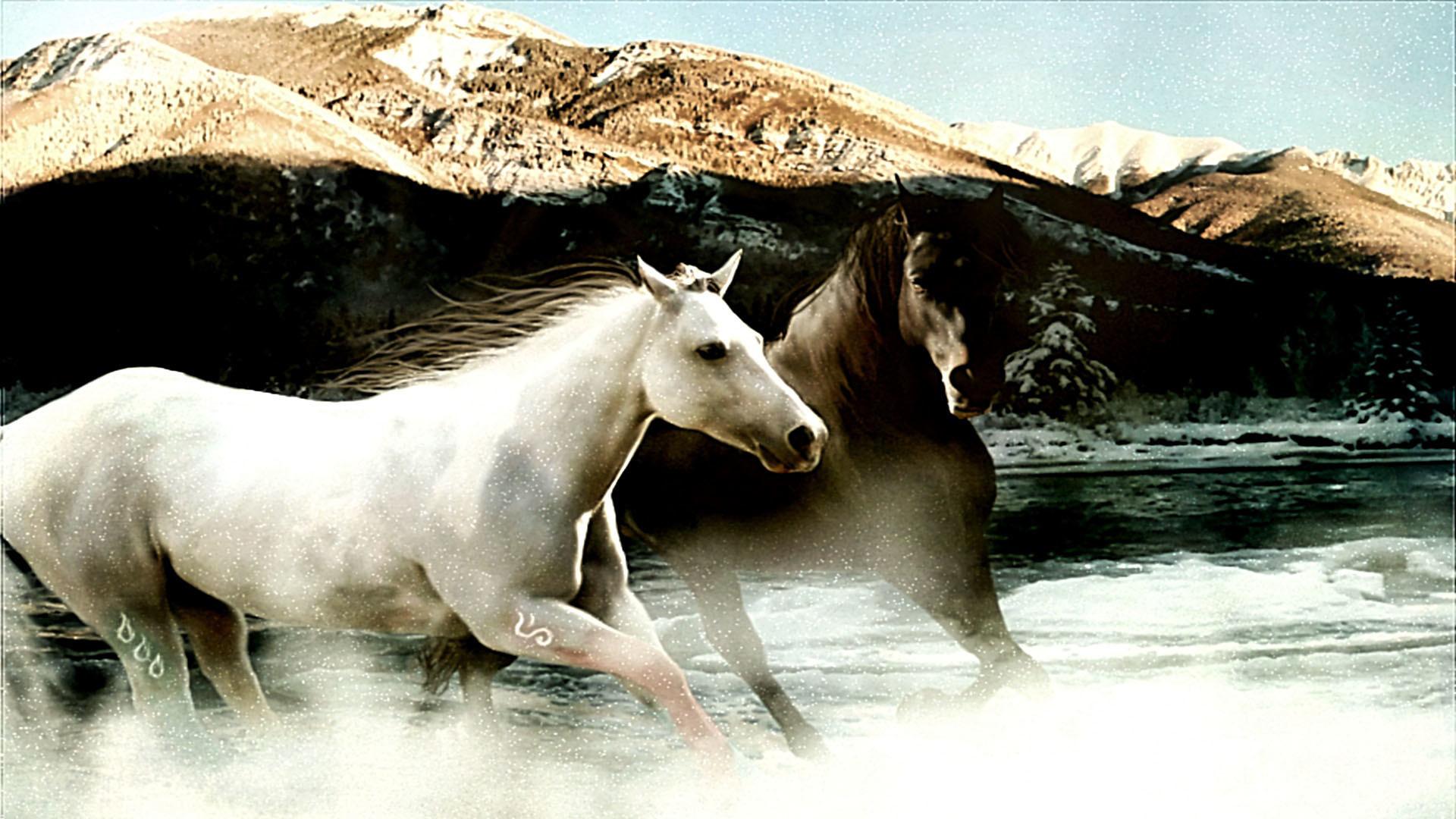 1920x1080 Appaloosa Horse Wallpaper Pacific Northwest
